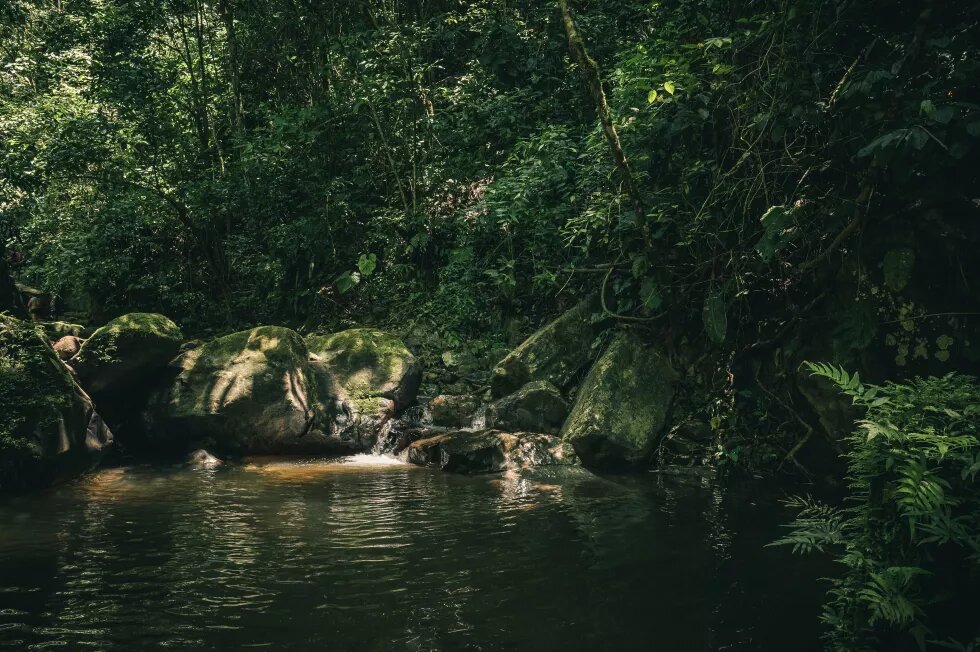 Grüne Bäume neben einem Fluss