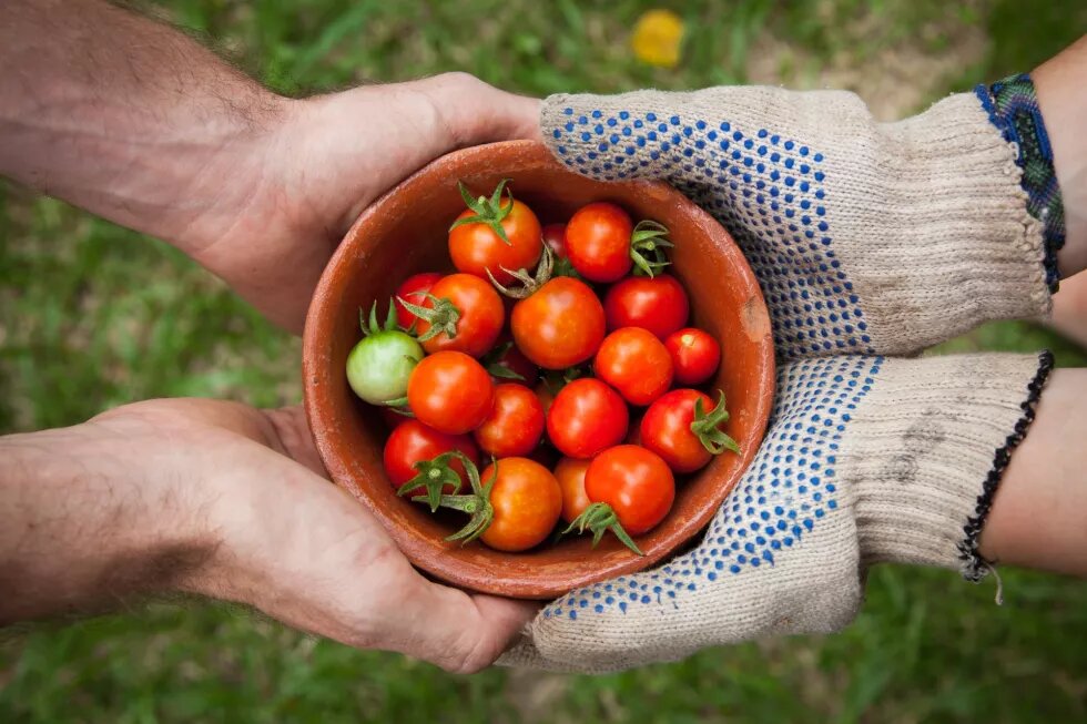 Eine Schale roter Tomaten, die von vier Händen getragen wird.